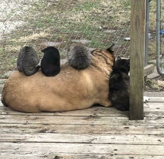 1751502587 597 22 animais que nao tem nocao de espaco pessoal 1652730385 618 22 Animais que nao tem a minima nocao de espaco