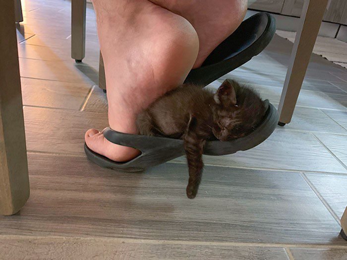 1751502588 307 22 animais que nao tem nocao de espaco pessoal 1652730386 193 22 Animais que nao tem a minima nocao de espaco