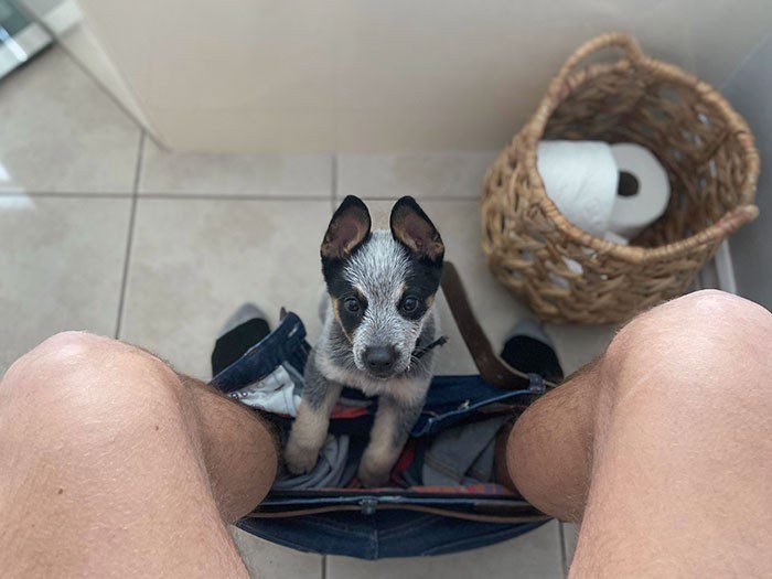 1652730388 304 22 Animais que nao tem a minima nocao de espaco