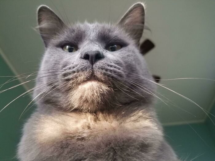 1652730392 777 22 Animais que nao tem a minima nocao de espaco