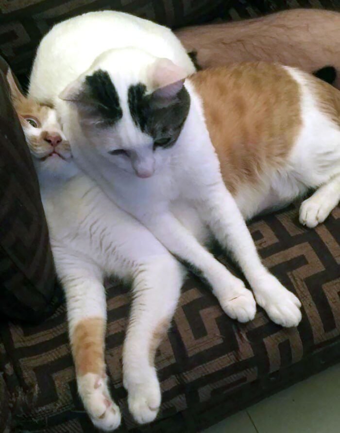 1751502596 871 22 animais que nao tem nocao de espaco pessoal 1652730393 944 22 Animais que nao tem a minima nocao de espaco