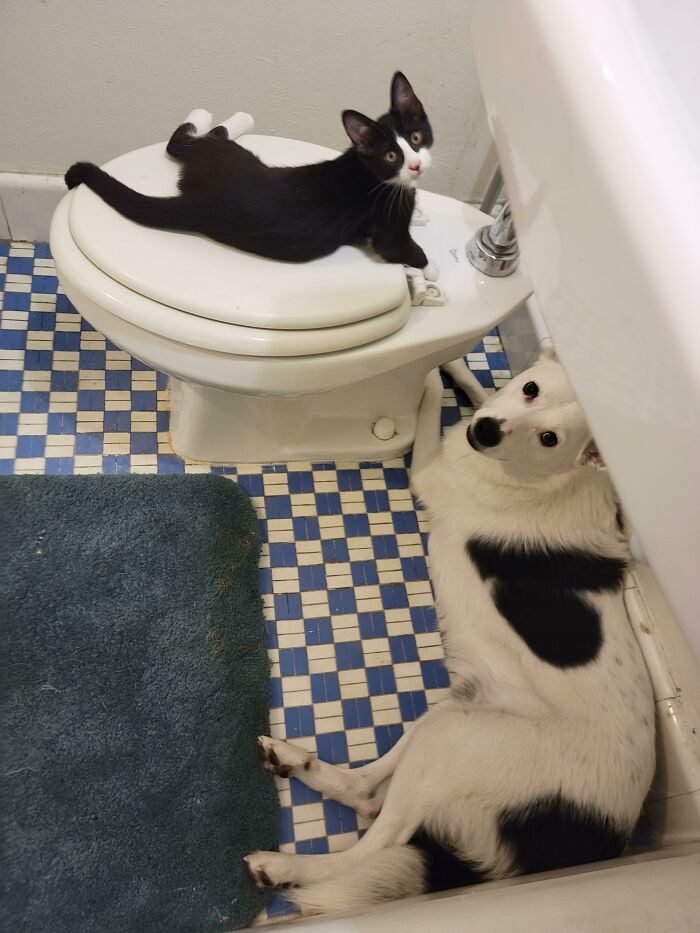 1652730396 549 22 Animais que nao tem a minima nocao de espaco