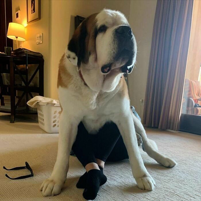 1751502601 622 22 animais que nao tem nocao de espaco pessoal 1652730397 57 22 Animais que nao tem a minima nocao de espaco