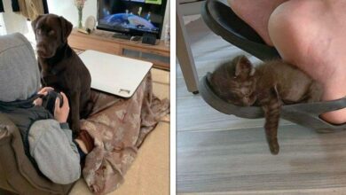 22 animais que não têm noção de espaço pessoal