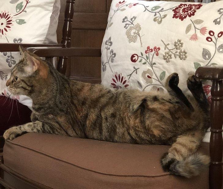 1751503532 367 16 fotos que nao poderiam ter sido tiradas em melhor 1636433651 591 16 Fotos que nao poderiam ter sido tiradas em momento