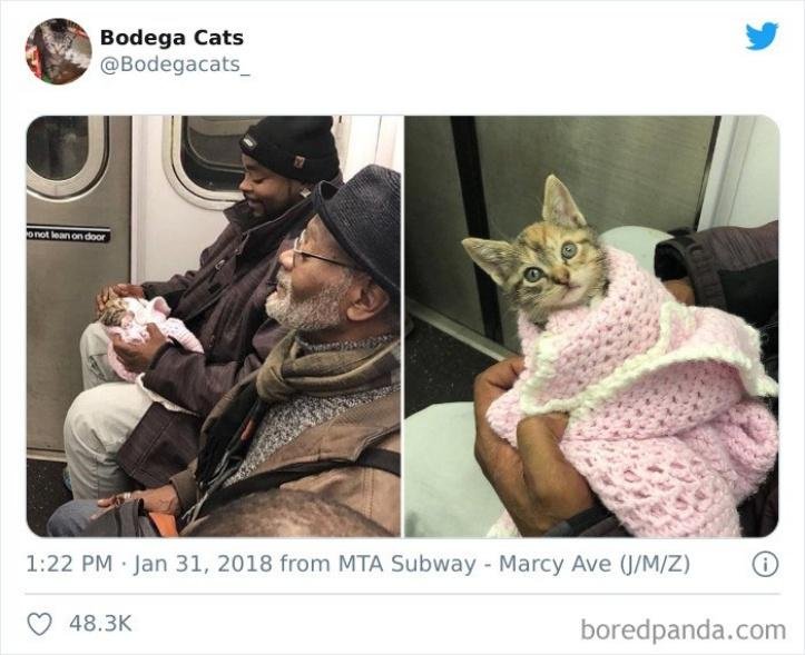 1616597276 813 26 vezes que os animais tiveram que viajar e se