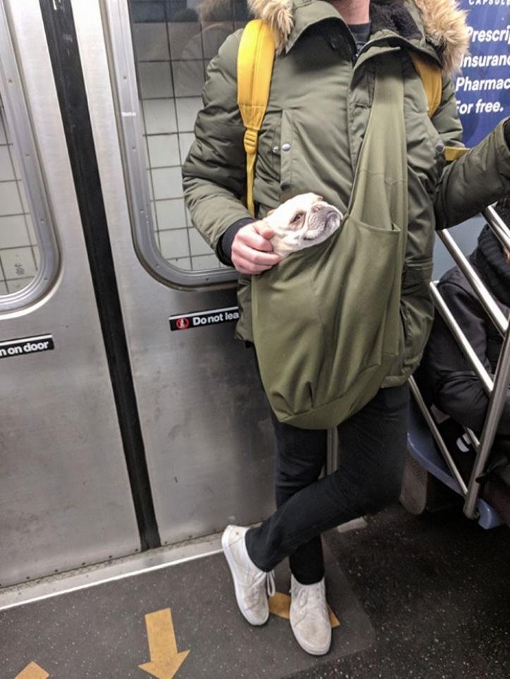 1616597293 634 26 vezes que os animais tiveram que viajar e se