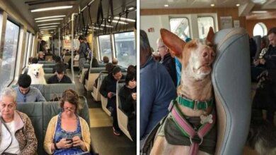 1751504046 26 vezes que os animais tiveram que viajar e se 26 vezes que os animais tiveram que viajar e se comportaram de forma mais civilizada que muitas pessoas