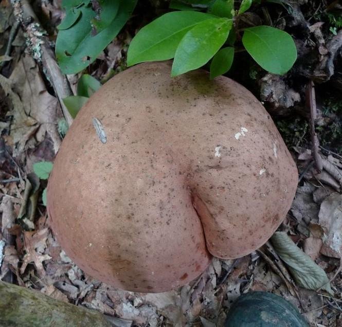 1751504884 333 13 vezes em que a mae natureza precisou ser censurada 1638814246 820 13 vezes em que a Mae Natureza precisou ser censurada