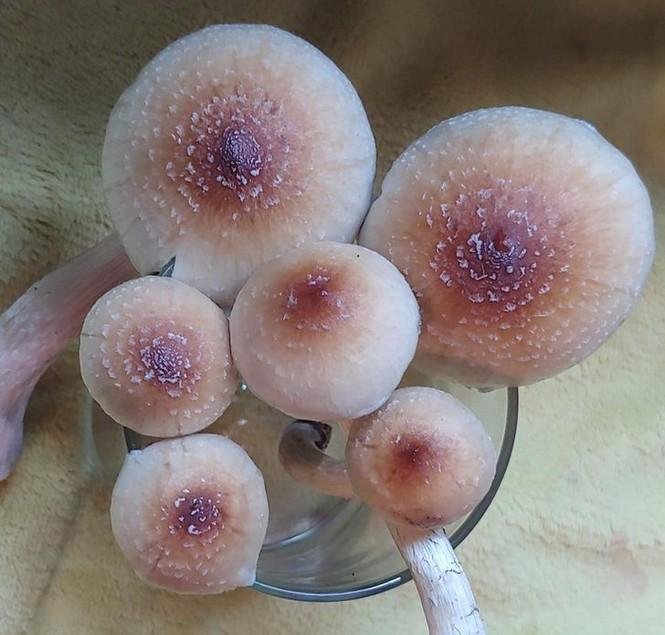 1638814256 733 13 vezes em que a Mae Natureza precisou ser censurada