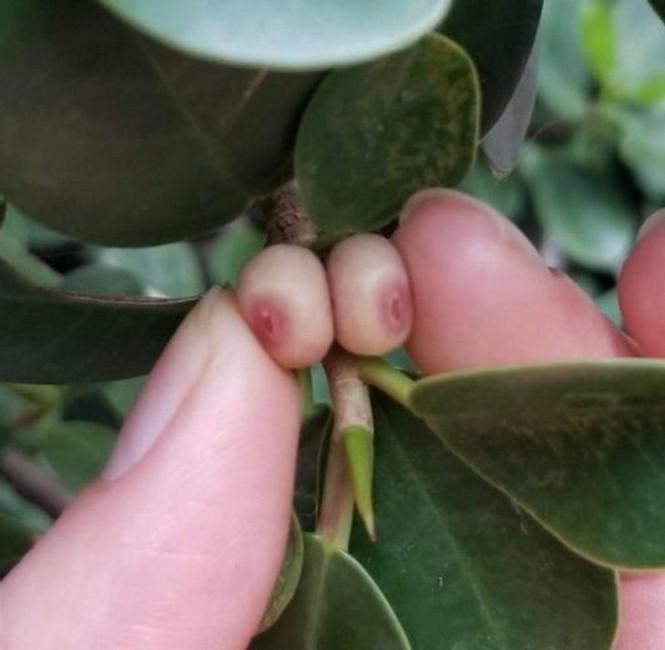 1638814262 607 13 vezes em que a Mae Natureza precisou ser censurada