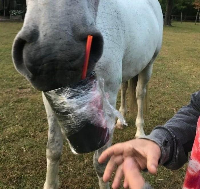 1628179637 361 17 Animais que sao ladroes de comida e nem fazem