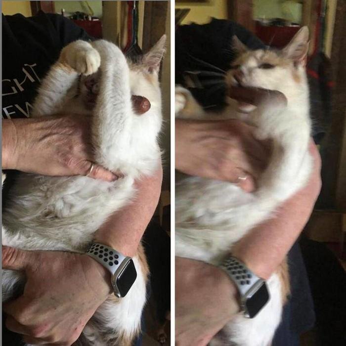 1628179638 463 17 Animais que sao ladroes de comida e nem fazem