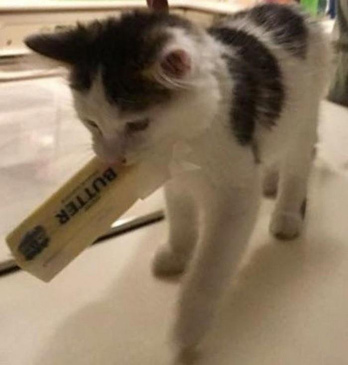 1628179639 924 17 Animais que sao ladroes de comida e nem fazem