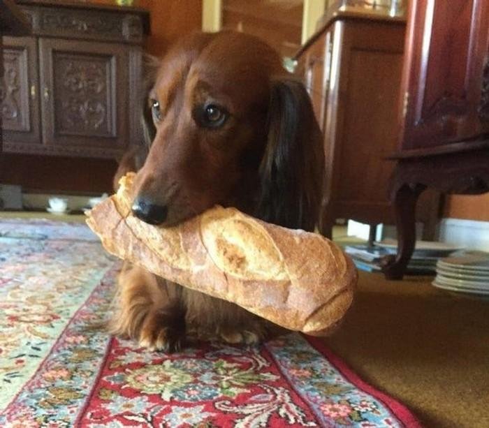 1628179641 334 17 Animais que sao ladroes de comida e nem fazem