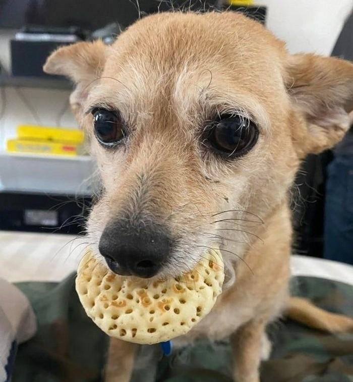 1628179642 924 17 Animais que sao ladroes de comida e nem fazem