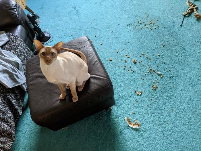 1628179642 565 17 Animais que sao ladroes de comida e nem fazem