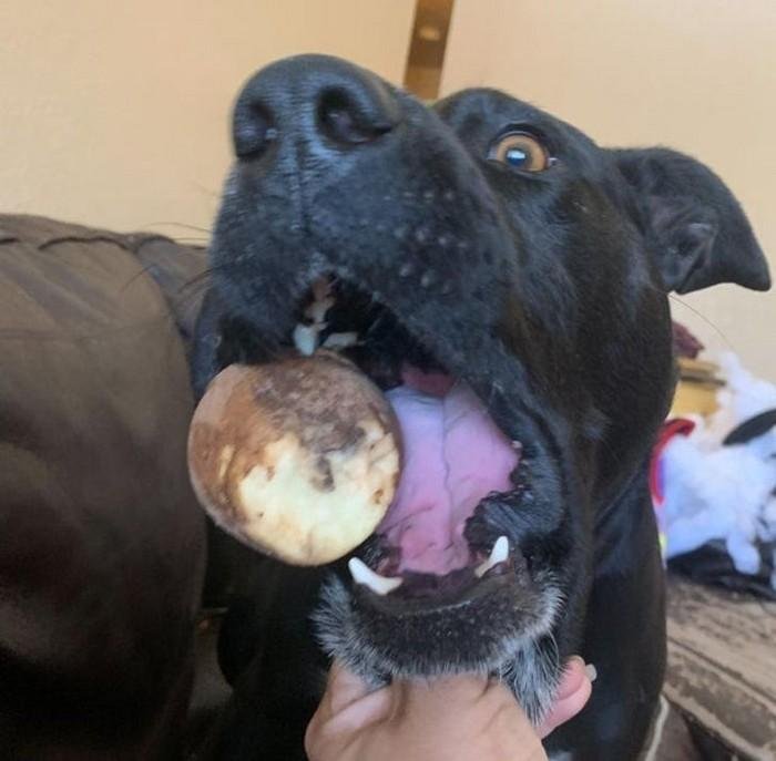 1628179643 272 17 Animais que sao ladroes de comida e nem fazem