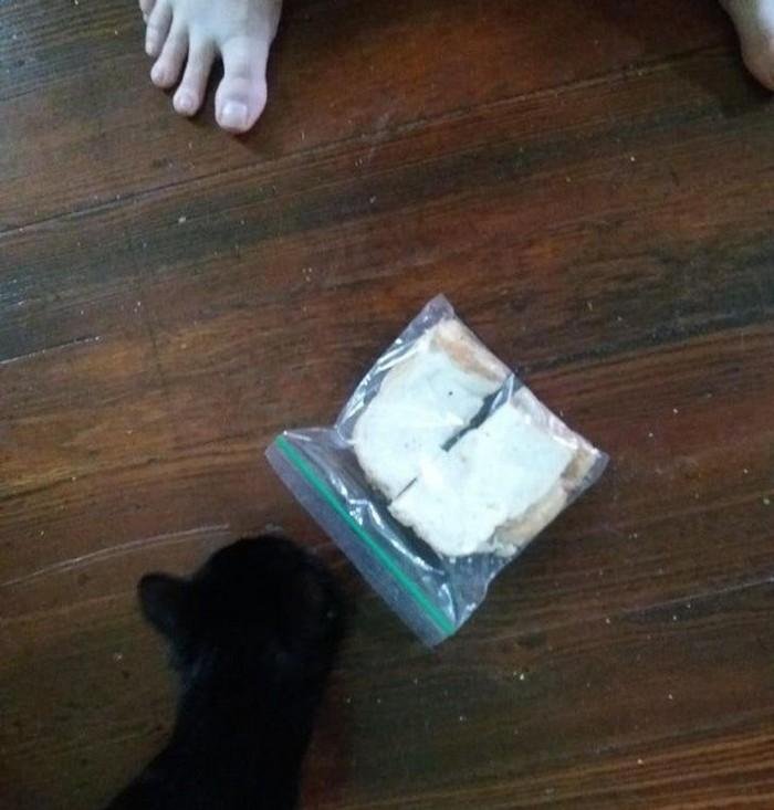 1628179645 792 17 Animais que sao ladroes de comida e nem fazem