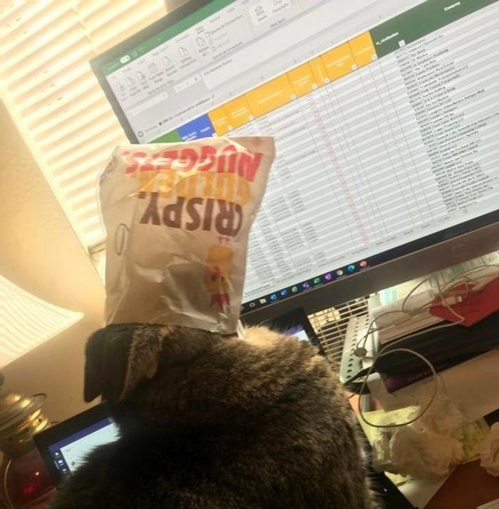 1628179646 436 17 Animais que sao ladroes de comida e nem fazem