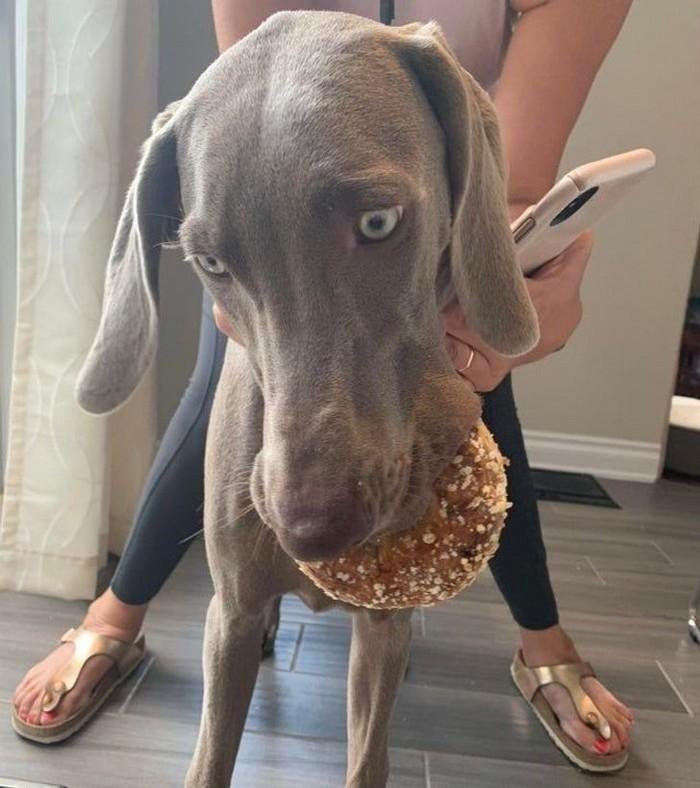 1628179646 853 17 Animais que sao ladroes de comida e nem fazem