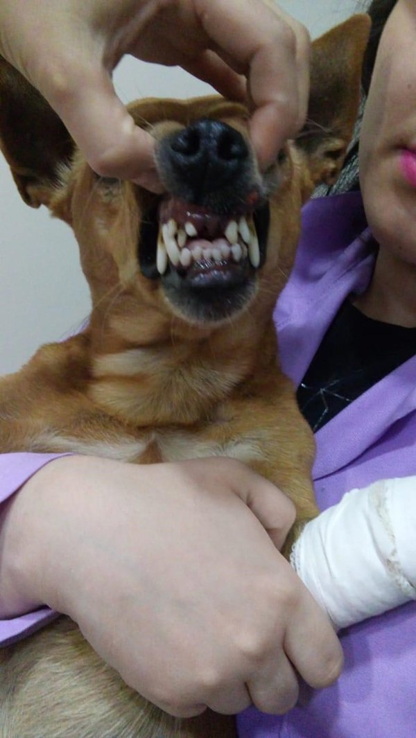 1549604404 556 Homem arremessa cao de janela de predio no DF e