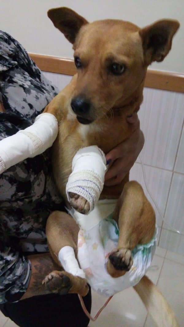 1549604404 945 Homem arremessa cao de janela de predio no DF e