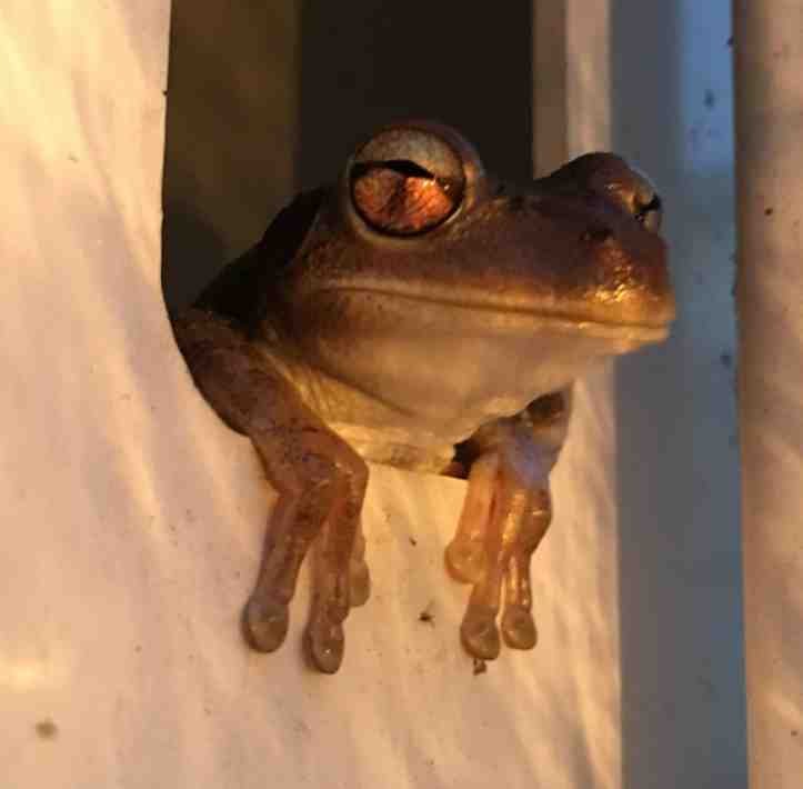 1751506870 186 19 internautas compartilharam detalhes que passam despercebidos pela maioria de 1659302526 522 19 internautas compartilharam detalhes que passam despercebidos pela maioria de