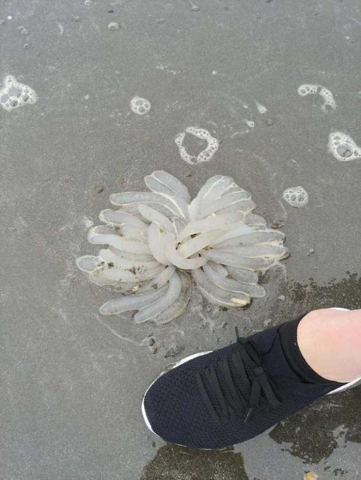 1617917334 671 17 pessoas que encontraram algo estranho e a Internet ajudou