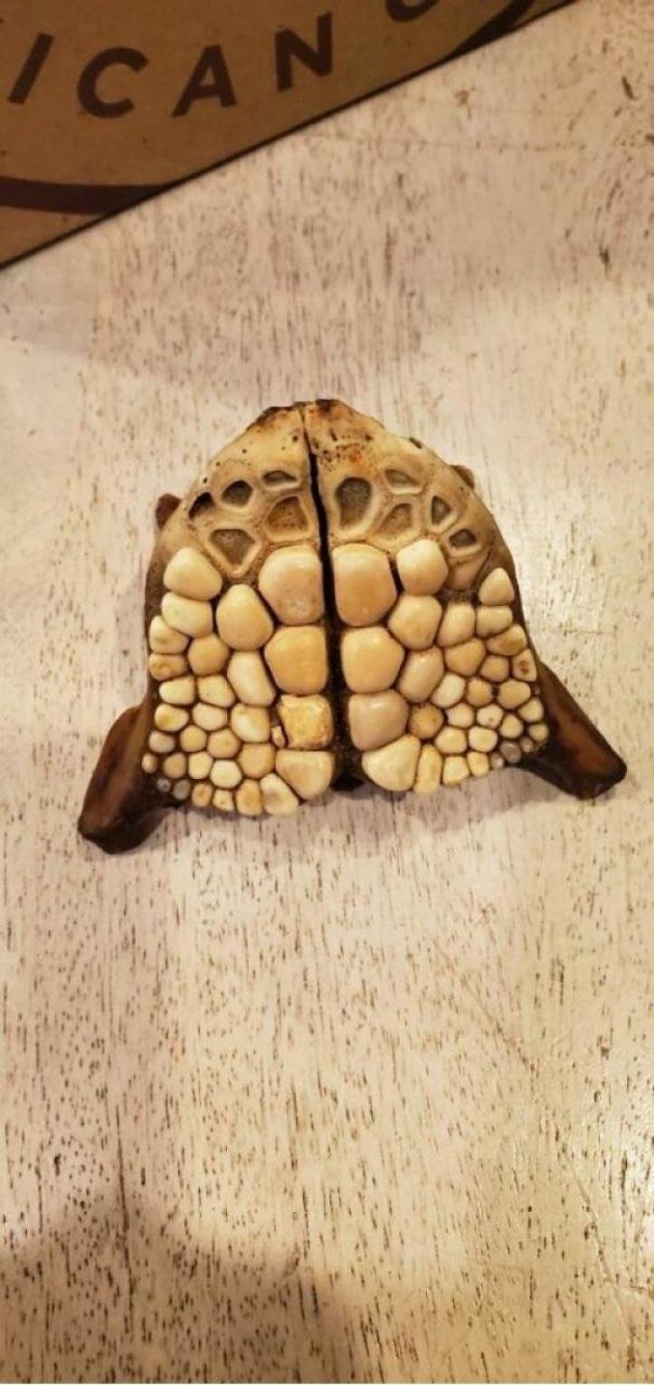 1617917335 148 17 pessoas que encontraram algo estranho e a Internet ajudou