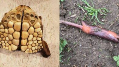 17 pessoas que encontraram algo estranho e a Internet ajudou a saber o que é