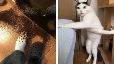 20 Vezes em que as pessoas estavam tendo um dia normal até que aconteceram alguns infortúnios