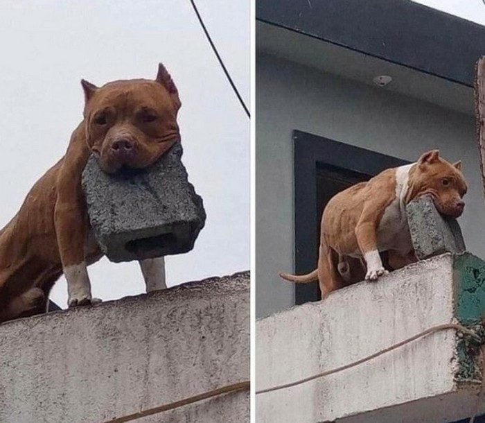 1658433620 516 15 Fotos de momentos que acabaram sendo mais engracados do