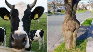 29 momentos que a mãe natureza estava inspirada até demais