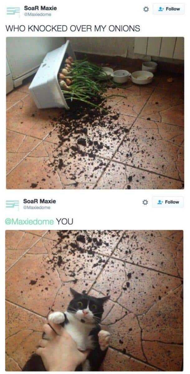 1599330080 13 13 Provas de que gatos nao ligam muito para regras