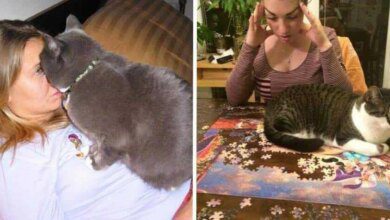 1751507670 13 provas de que os gatos nao se importam com 13 provas de que os gatos não se importam com as regras humanas