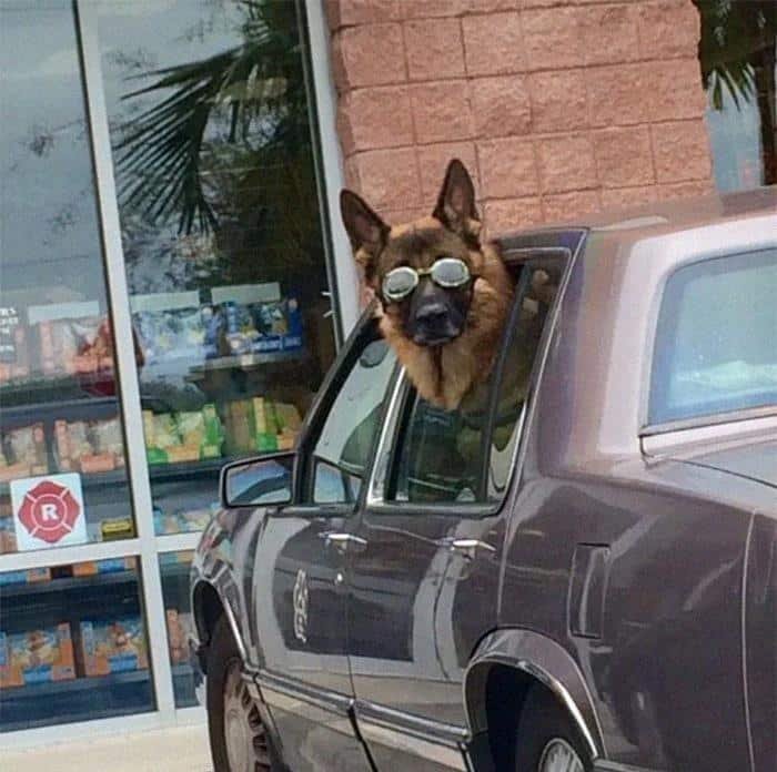 1751507722 289 23 vezes em que cachorros andaram de carro da maneira 1600125722 821 23 Vezes em que os cachorros andaram de carro da