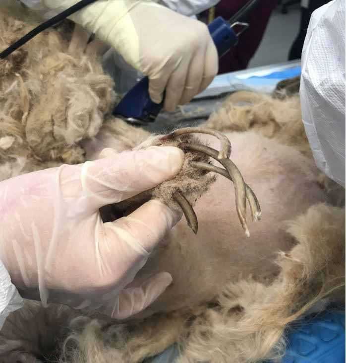 1588730399 219 Cachorro resgatado tem 9 quilos de pelo emaranhado removido e