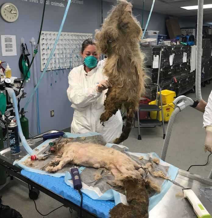 1588730400 867 Cachorro resgatado tem 9 quilos de pelo emaranhado removido e