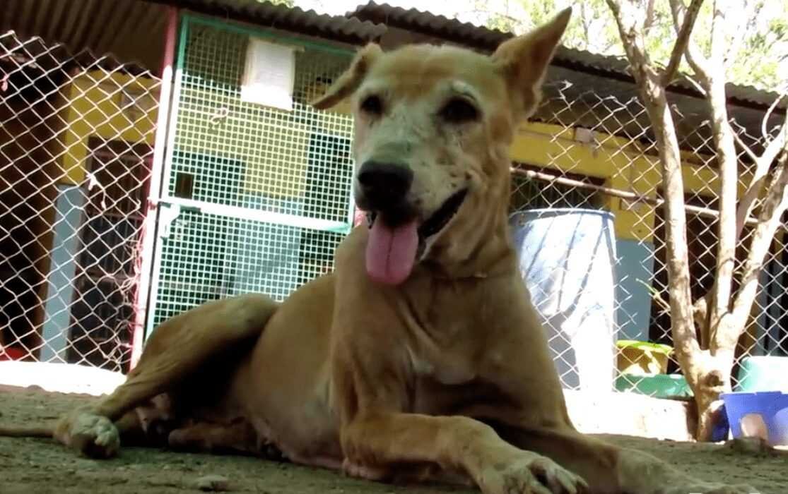 1588730407 605 Cachorro resgatado tem 9 quilos de pelo emaranhado removido e