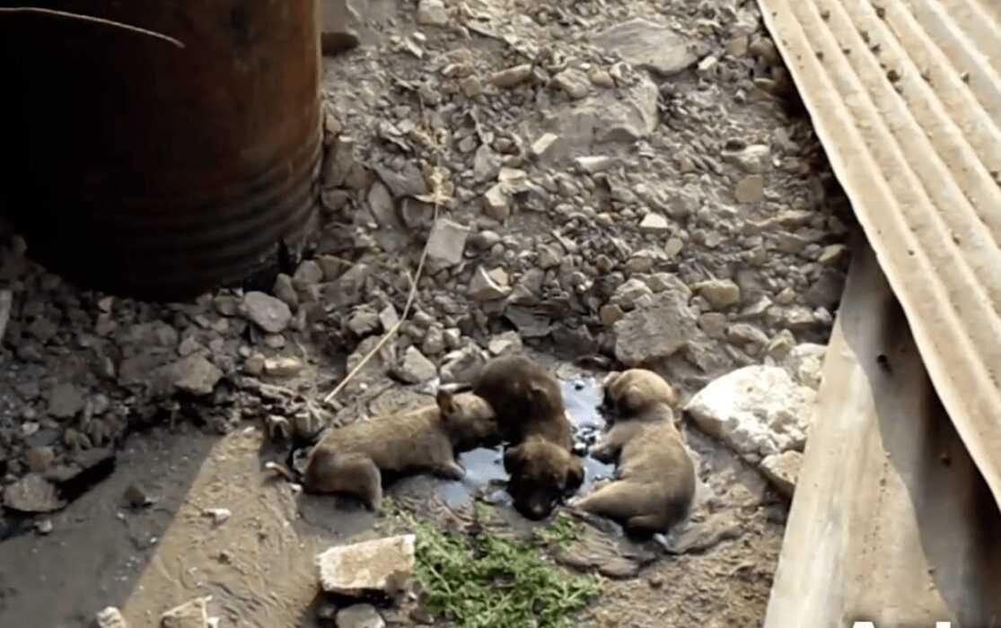 1588730408 357 Cachorro resgatado tem 9 quilos de pelo emaranhado removido e