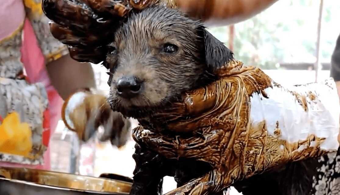 1588730410 295 Cachorro resgatado tem 9 quilos de pelo emaranhado removido e