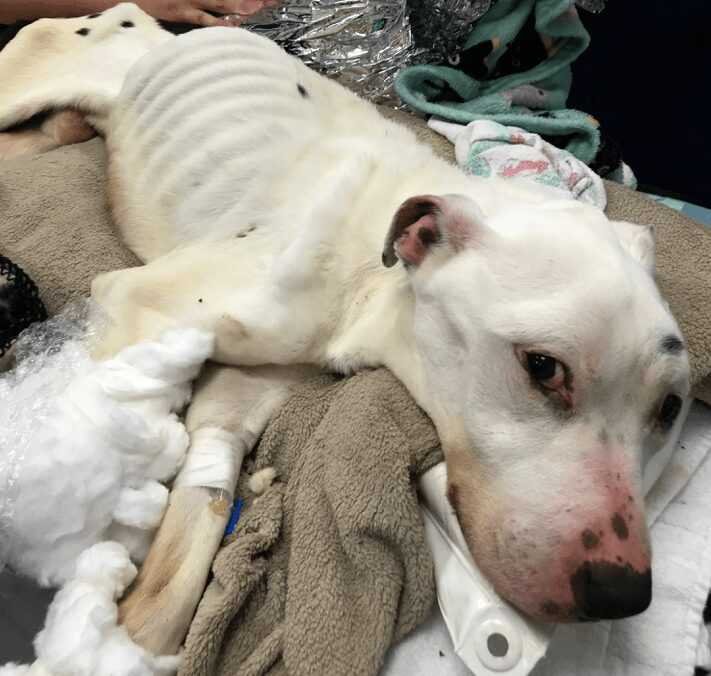 1588730412 211 Cachorro resgatado tem 9 quilos de pelo emaranhado removido e