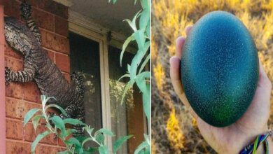 23 fotos interessantes direto da Austrália.  Lá, a natureza pode tanto aterrorizar quanto encantar