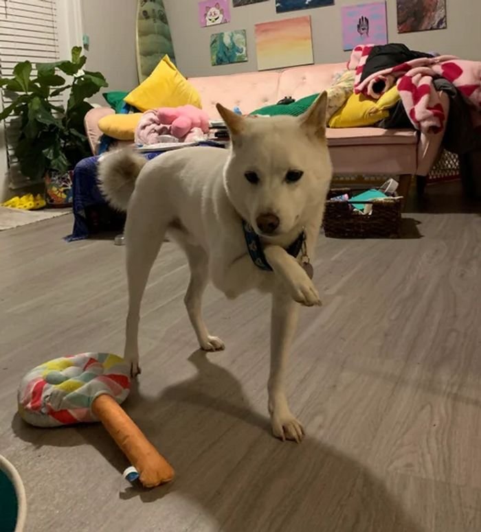 20 animais parecem crianças inocentes 8 20 animais parecem crianças inocentes 8