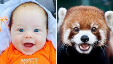 15 Fotos que comprovam que os animais podem sentir emoções iguais as crianças