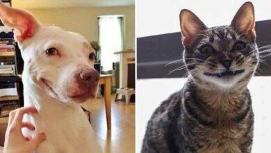 1751508591 23 animais que tentaram dar um sorriso na hora da 23 animais que tentaram dar um sorriso na hora da foto