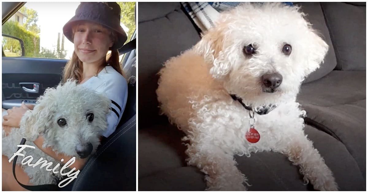 1610680939 379 Caozinho que nunca conheceu o amor fica assustado quando alguem