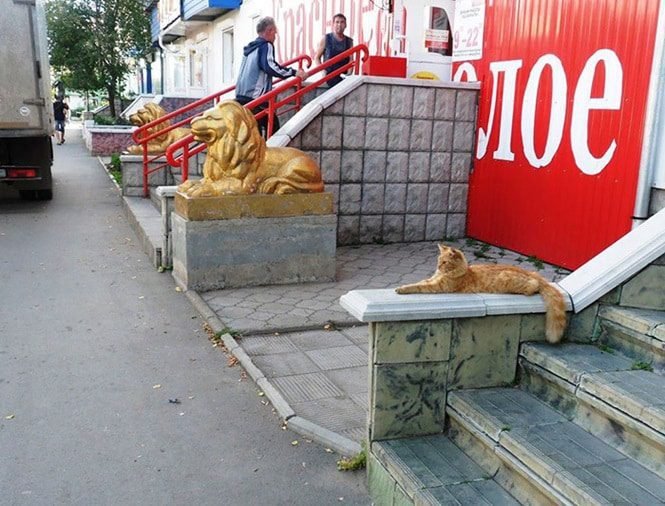 25 Fotos incríveis tiradas no melhor momento