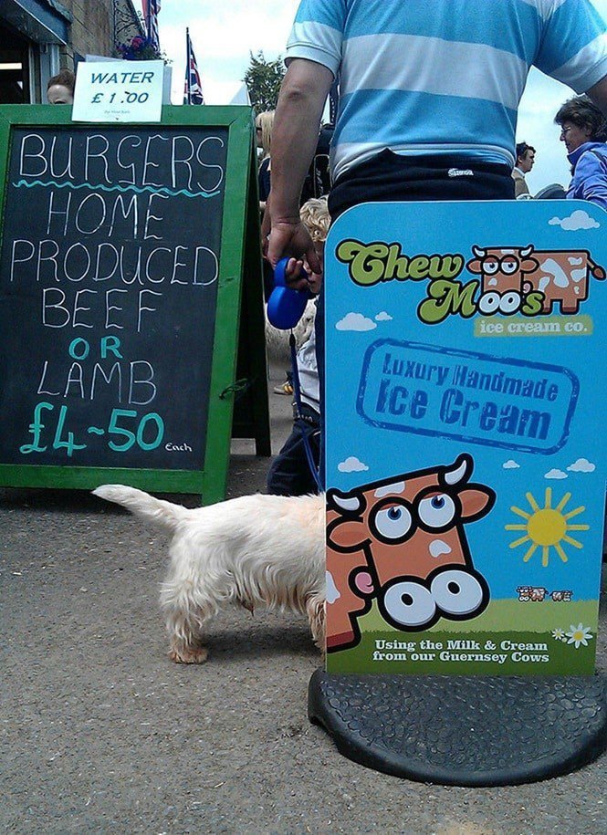 25 Fotos incríveis tiradas no melhor momento